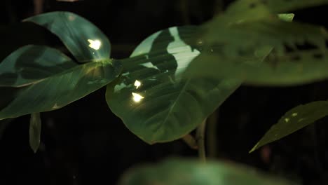 fairies dancing over leaves in the jungle