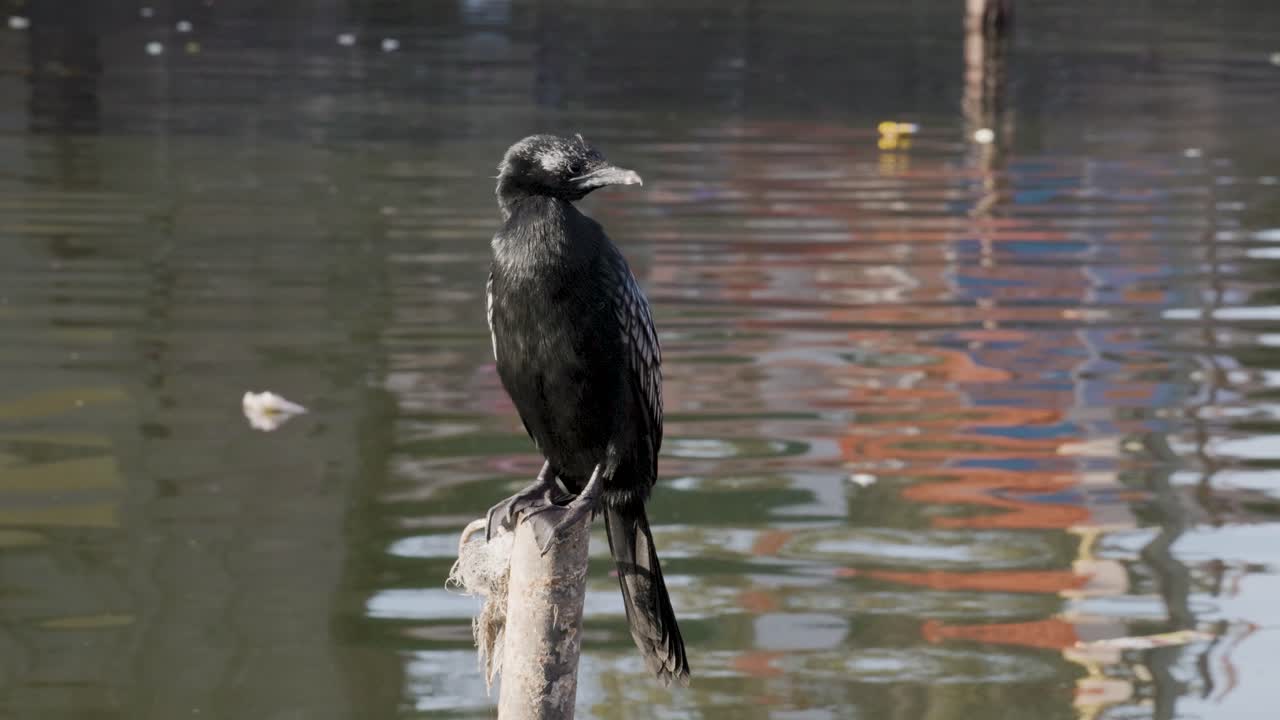 검은색 코르모란이 평평한 각도에서 아침에 강변에 앉아 있습니다.