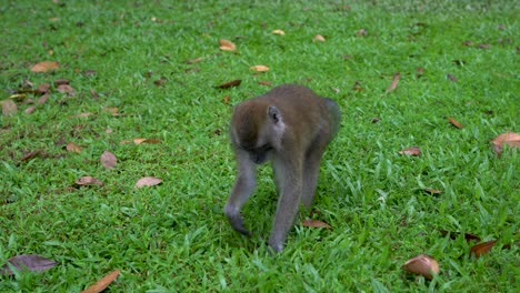 Long-tailed-macaque-playing-and-digging-the-grass-in-Macritchie-Reservoir,-Singapore