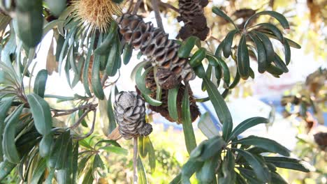 primer plano del cono y las hojas de banksia a la luz solar
