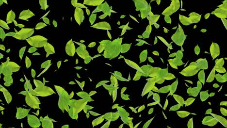 hojas verdes voladoras hoja cg realista 3d canal alfa bucle de animación fondo 4k.
