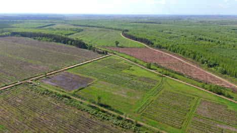 fast daisy cutter aerial clip going over large agriculture production fields during bright sunny day, with vast vegetation and trees.