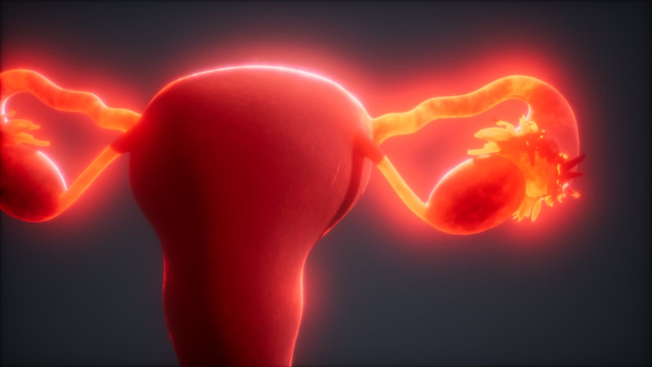 anatomía del sistema reproductivo femenino