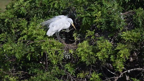 Gran-Garceta-Blanca-En-Plumaje-Nupcial,-Ordenar-Nido,-Venecia,-Florida,-EE.UU.