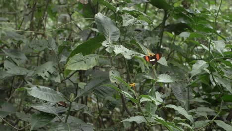 Una-Mariposa-Volando-En-La-Selva-Del-Perú