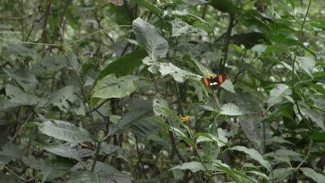 una mariposa voladora en la selva de perú