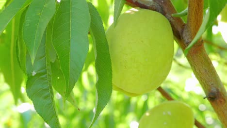 green peach swinging on a branch