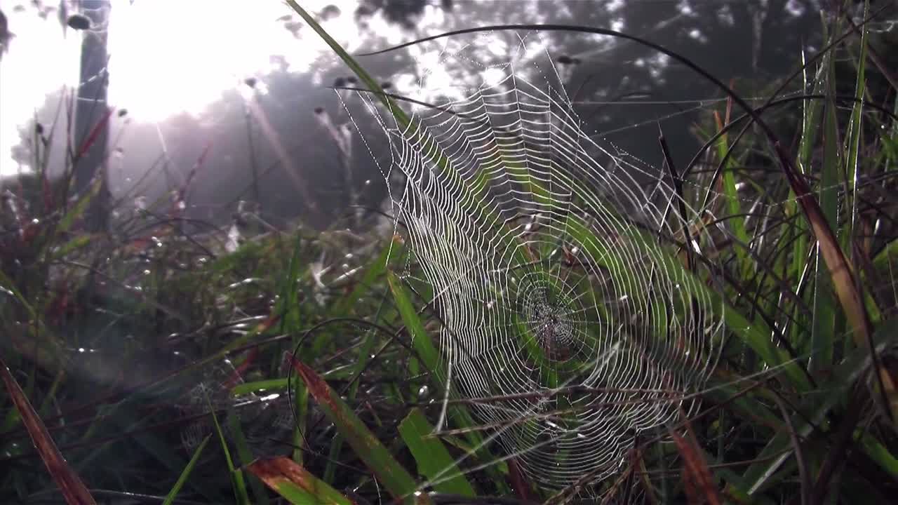 아침 햇살에 이슬 맺힌 거미줄