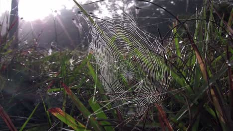 a dewy orb spider web in morning sun