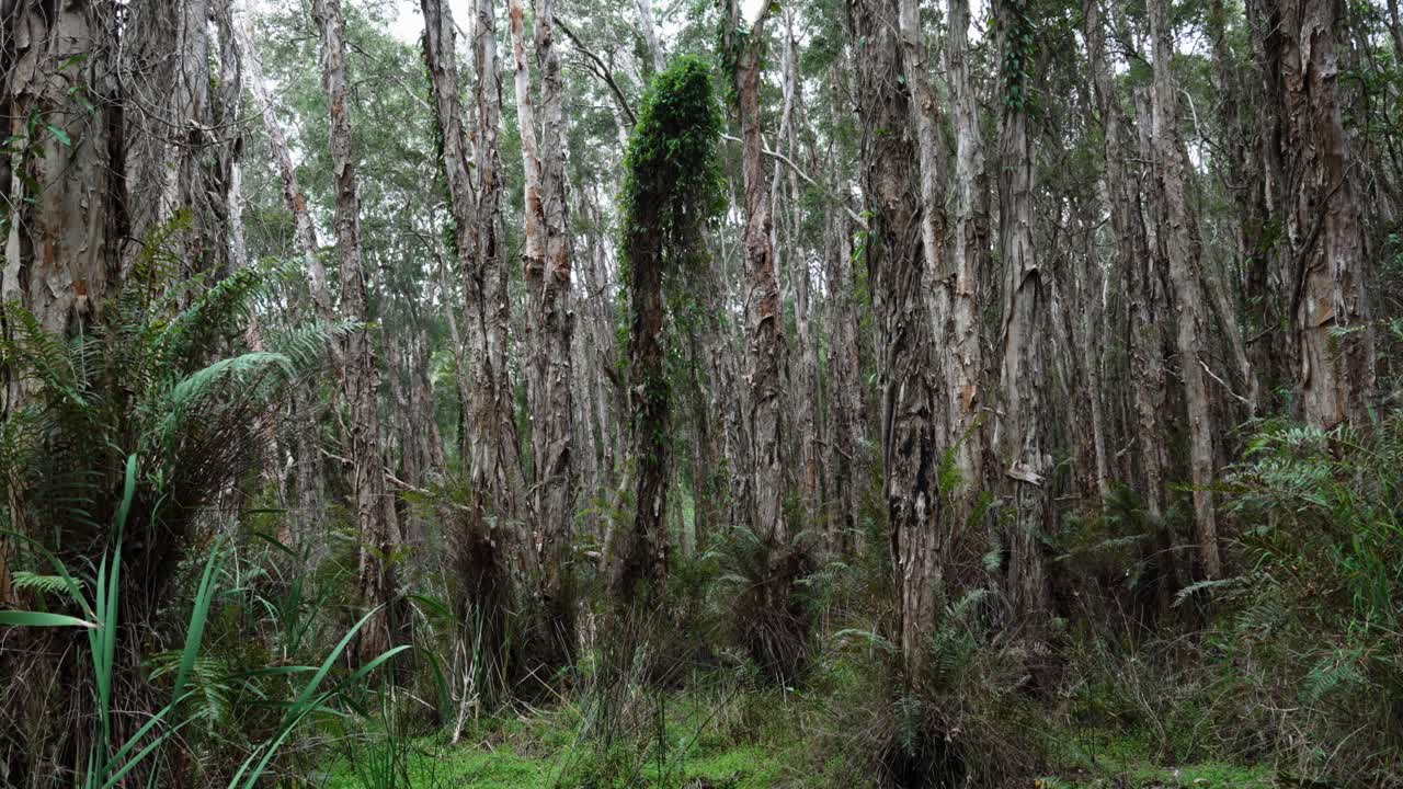 эпифиты, растущие на лысых кипарисах фауна тропических лесов растительность австралийская фауна