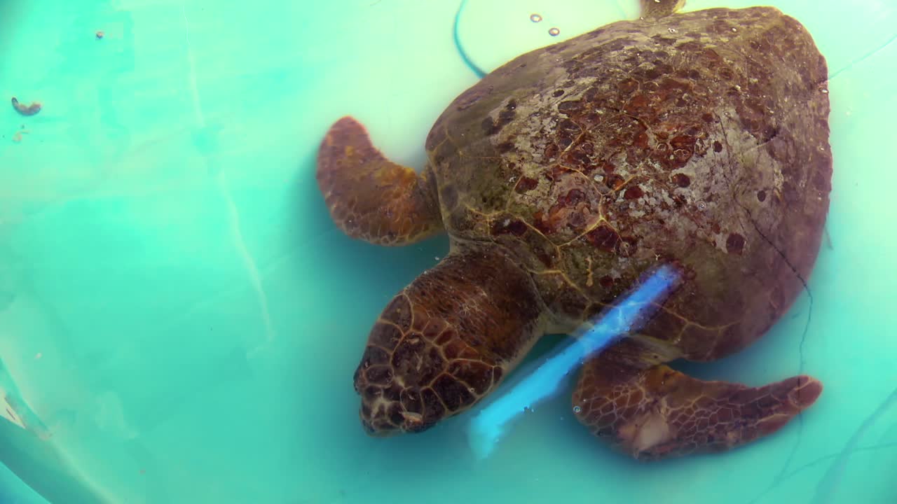 A medium shot of a sea turtle slowly swimming toward shrimp in a tank, its detailed shell visible in the clear blue water.