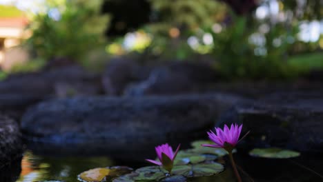 pink lily flower in a pond with waterfall in background