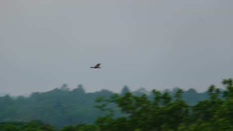 eagle flying above dense tropical forest during foggy morning