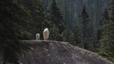 Weibliche-Bergziege-Und-Kind-Gehen-über-Einen-Hügel-Im-Jasper-Nationalpark