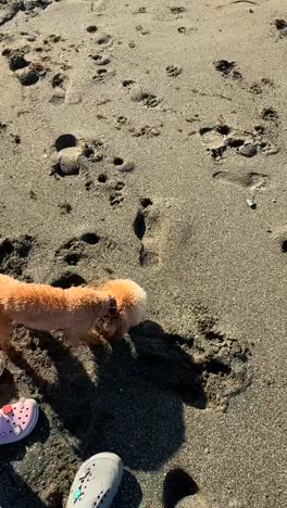 perro jugando en la playa