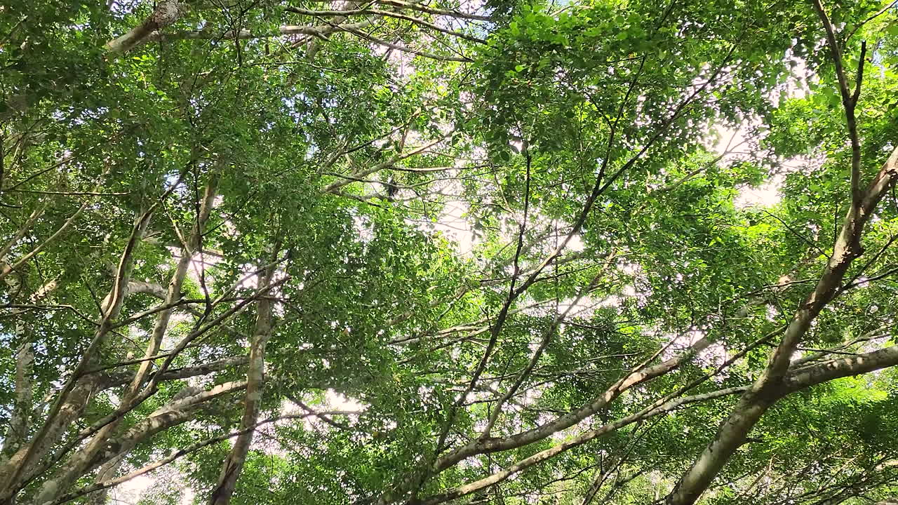 un mono travieso salta entre las ramas del bosque tropical