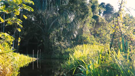 flotando en un río en la selva amazónica en perú durante la puesta de sol
