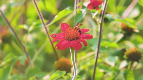 Abeja-Recogiendo-Polen-En-Girasol-Mexicano