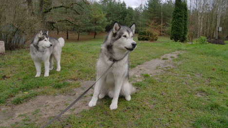 Two-malamute-dogs-runaway-in-a-garden