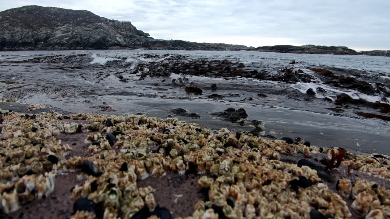 primer plano con conchas alanidae con crayfisk en la costa rocosa a lo largo de la costa occidental noruega - dispositivo portátil estático de ángulo bajo con olas aplastando la costa y golpeando la cámara al final del clip