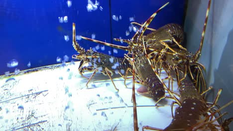 european lobsters  in aquarium in mercado de cascais