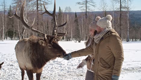 lovely couple feeding red deer