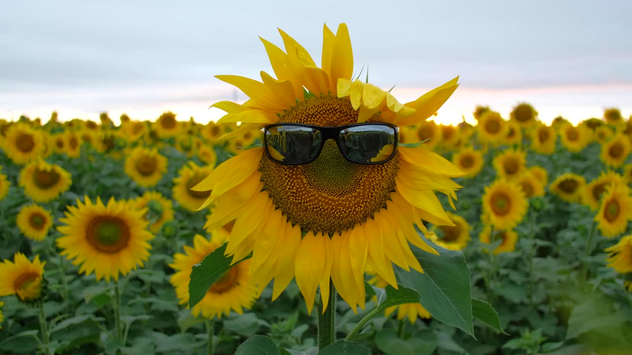 Sunglasses of Sunflower blooming in Sunflowers garden