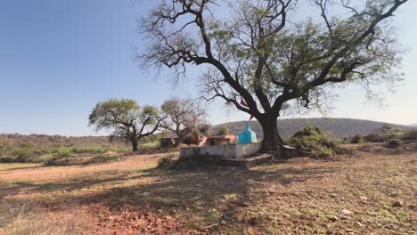 wide angle shot of a small temple under a huge old tree in a rural village of madhya prdesh india