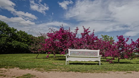 time lapse of malus floribunda relaxing setting