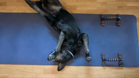 Vista-Aérea-Que-Captura-Un-Momento-Animado-Con-Un-Perro-Labrador-Negro-Mayor-Sobre-Una-Estera-De-Yoga-Azul-Originalmente-Destinada-Al-Ejercicio-De-Su-Dueño,-Mientras-Rueda-Juguetonamente-Y-Expone-Su-Estómago.