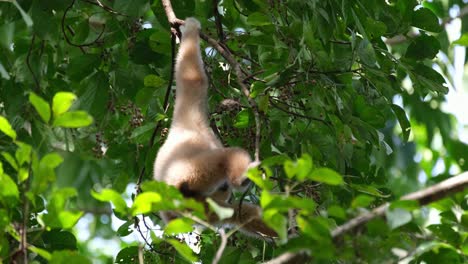 Lar-Gibbon,-Hylobates-lar,-4K-Footage