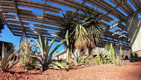 solar panels provide shade for a desert garden and power for the arizona state university campus