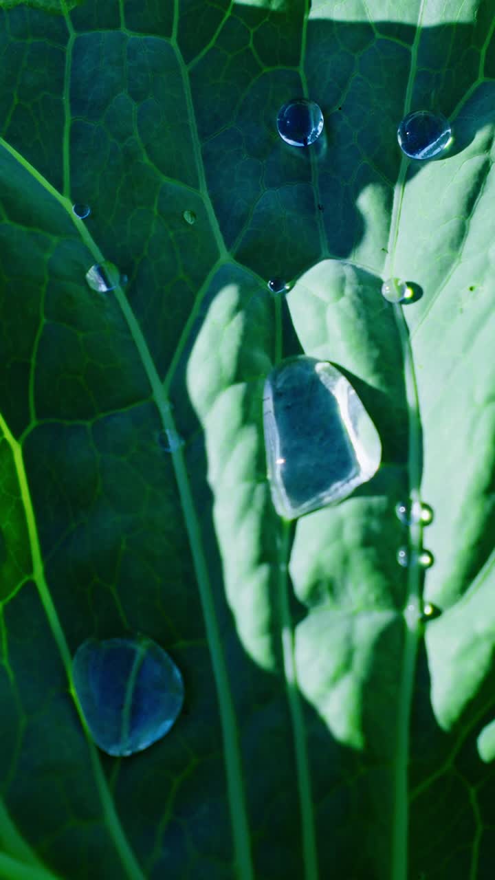 In the tranquil atmosphere of a garden, water droplets cling to vibrant green leaves. This moment captures the beauty of nature with sunlight highlighting the glistening drops at dawn