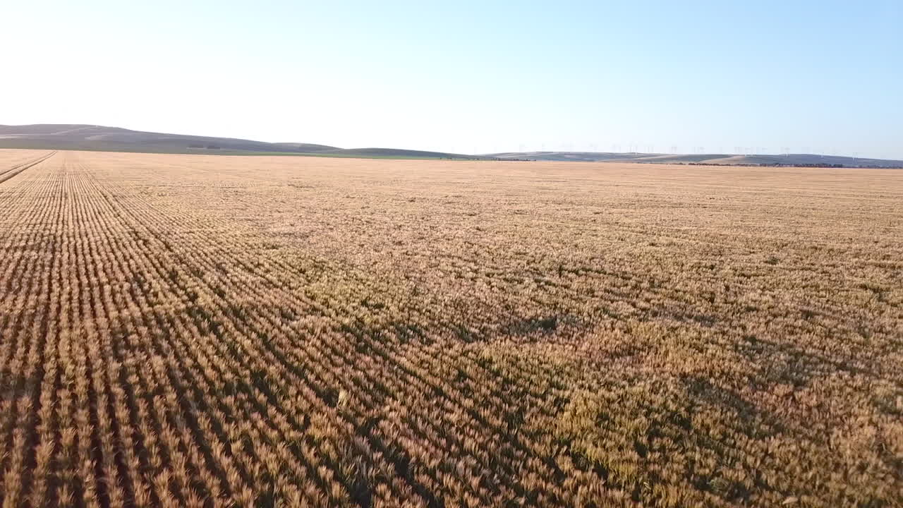 태양 아래 모노크롭 필드 위로 공중 전진 비행