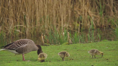 Greylag-goose-mother-with-adorable-goslings-grazing-on-grass-by-river