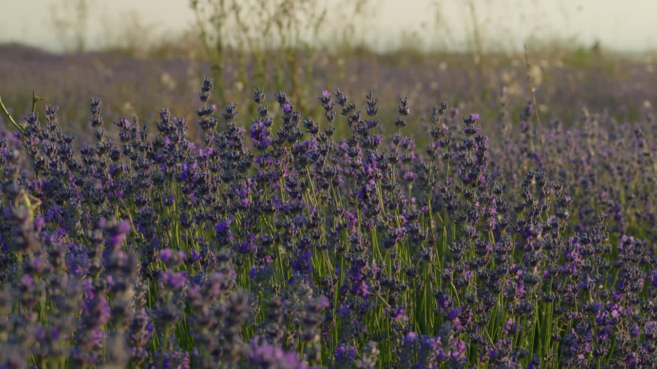 Beautiful summer sunset over lavender fields with gentle wind blowing, sun glowing warmly in the background, and a close up of flowers with soft depth of field effects