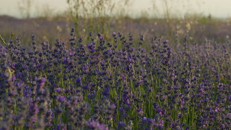 beautiful summer sunset over lavender fields with gentle wind blowing, sun glowing warmly in the background, and a close up of flowers with soft depth of field effects