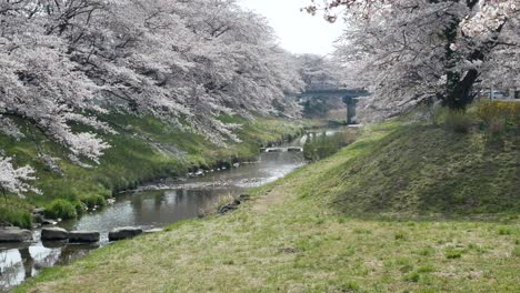 Landscape-view-of-the-beautiful-natural-small-canal-with-sakura-flower-trees-on-the-both-bank-side-of-canal-with-full-bloom-in-spring-sunshine-day-time-in-Kikuta,Fukushima,Japan