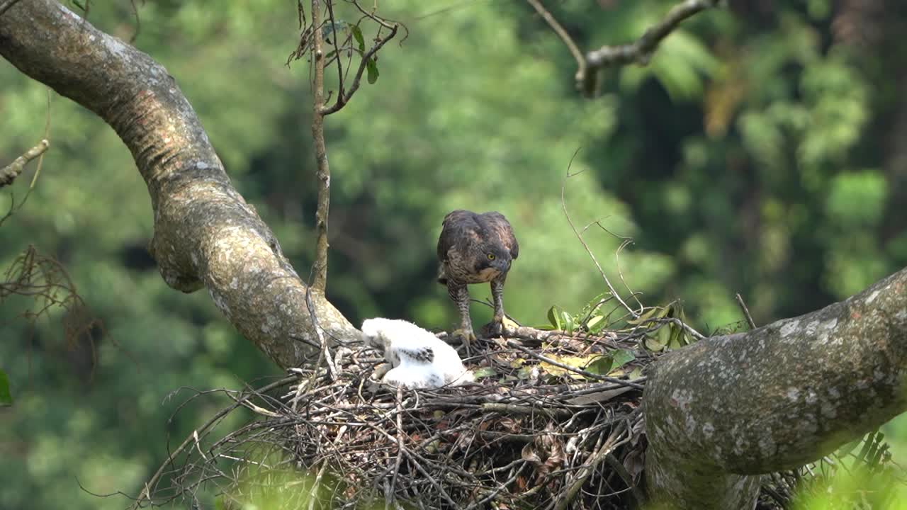 un falco aquila giavanese sta osservando le attività dei suoi piccoli nel nido