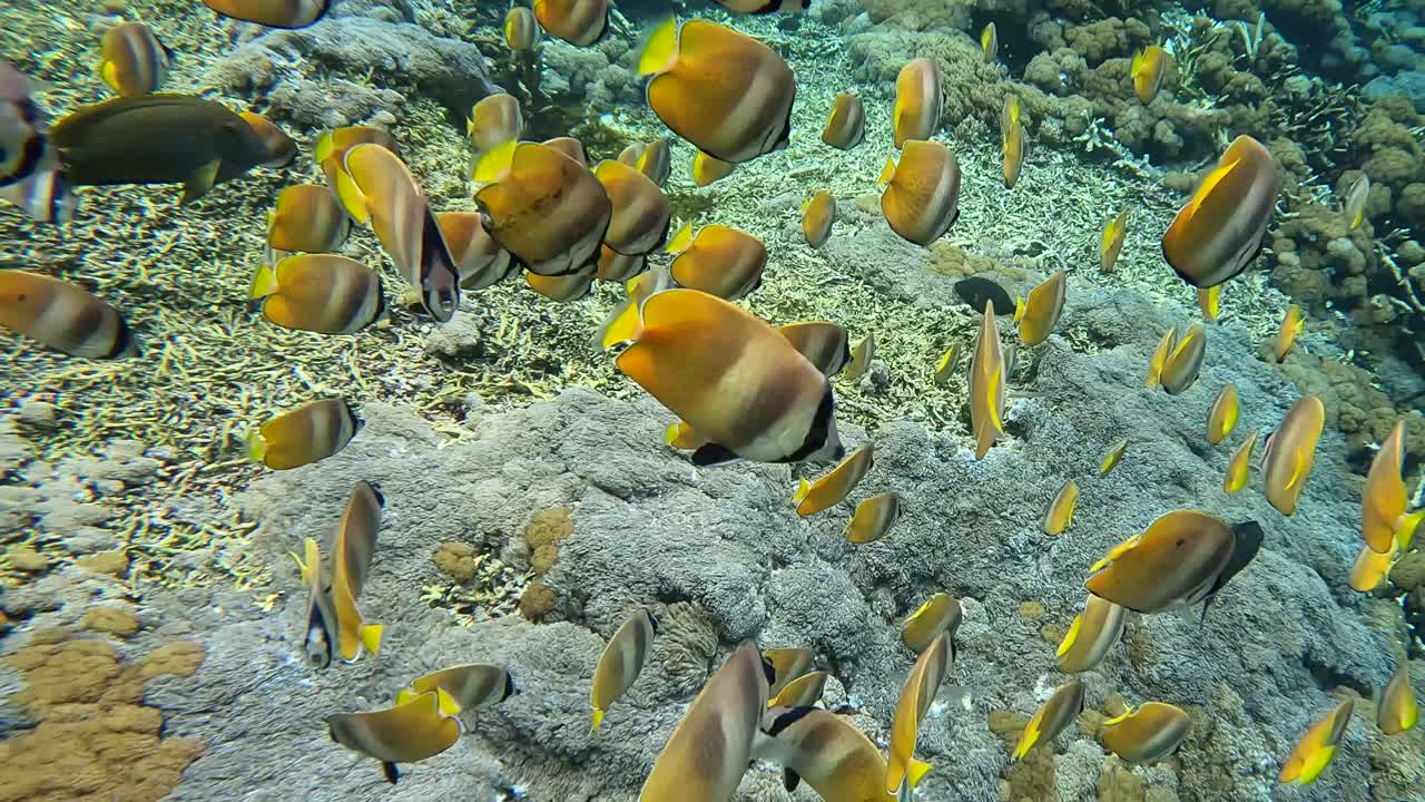 peces arrecife de coral submarino en el océano mar nusa penida bali indonesia