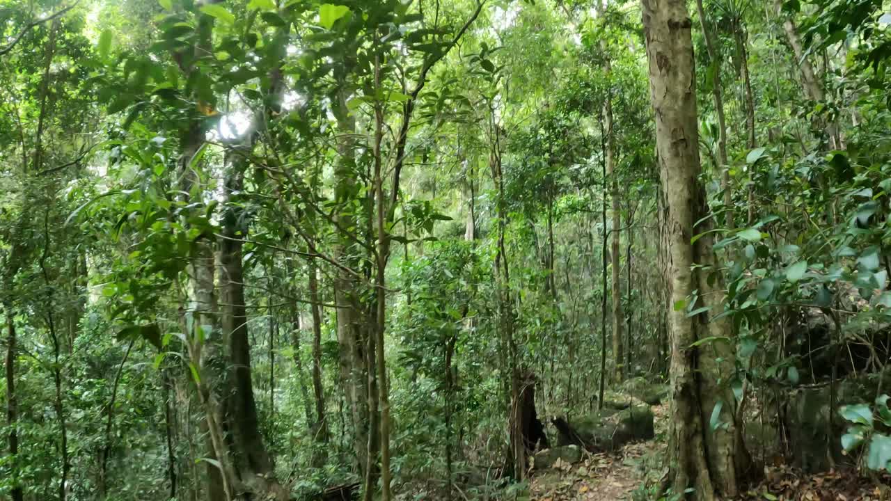 un tranquilo paseo por un denso sendero forestal