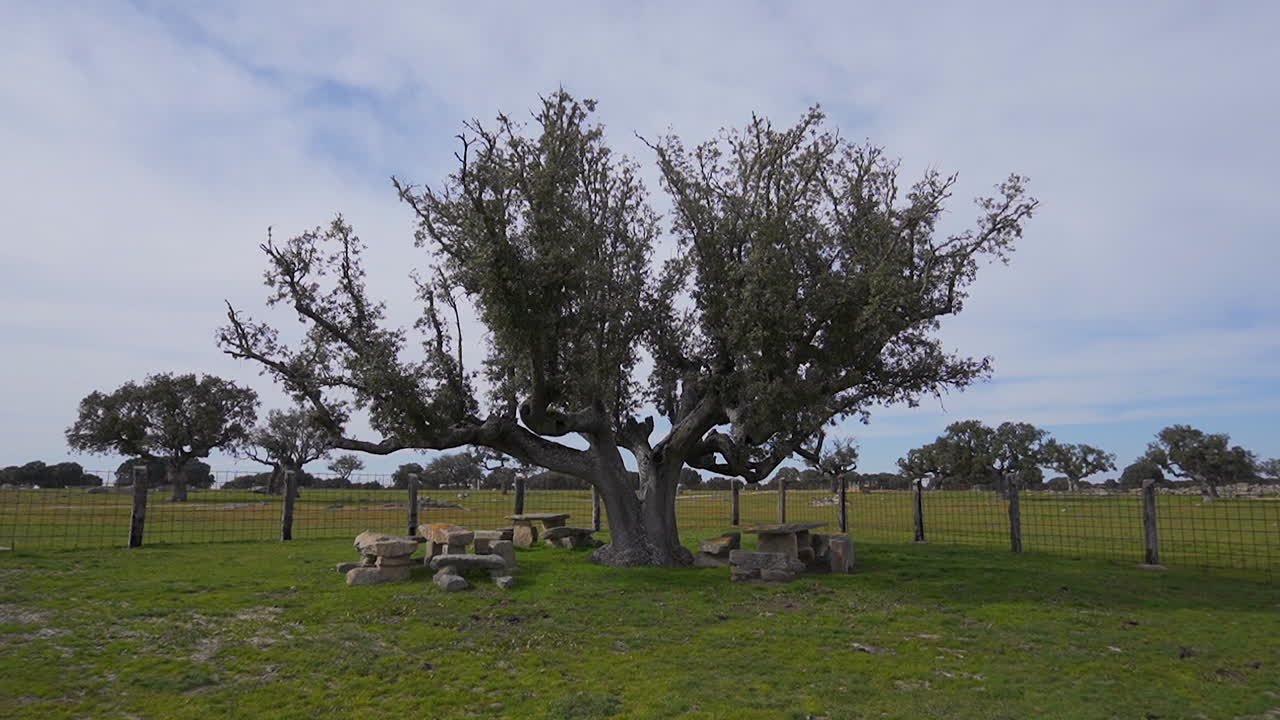 Holm Oak and bulls on a farm