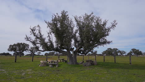 holm oak and bulls on a farm