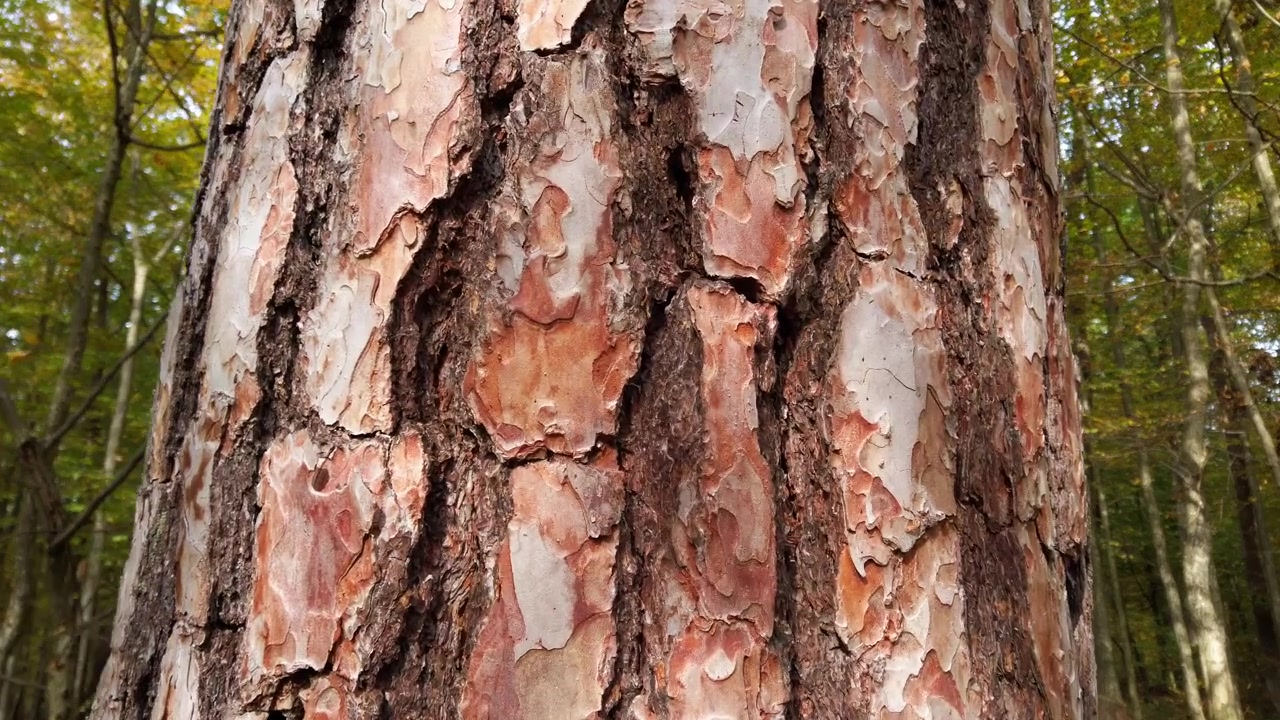 Pino nella foresta, con corteccia e tronco in evidenza