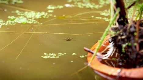 Un-Insecto-Que-Nada-Sobre-Su-Espalda-Es-Un-Notonect,-Que-Vive-En-Piscinas-Naturales