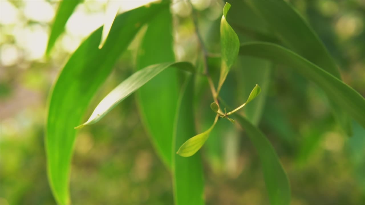 hojas verdes brillantes de un árbol en el bosque natural soleado resumen de antecedentes