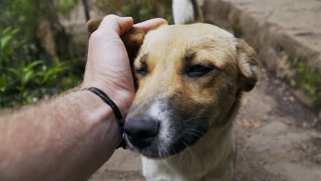 close up pov shot petting a friendly stray dog in forest, slow motion