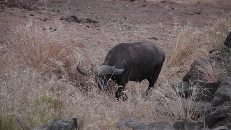 buffalo walks through tall grass