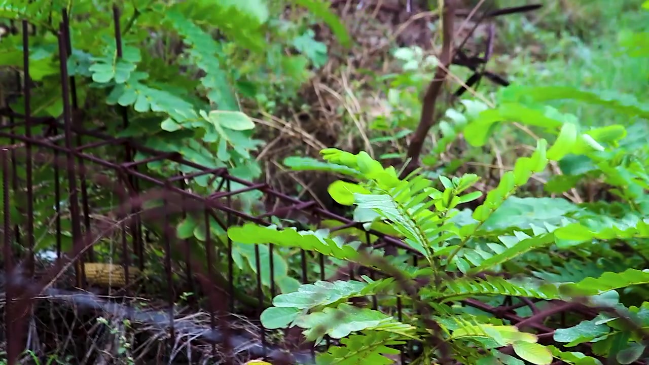 Piante verdi mosse dalla brezza monsonica accanto a una recinzione metallica arrugginita. Ideale per progetti su natura, ambiente, paesaggio incolto, clima e stagionali