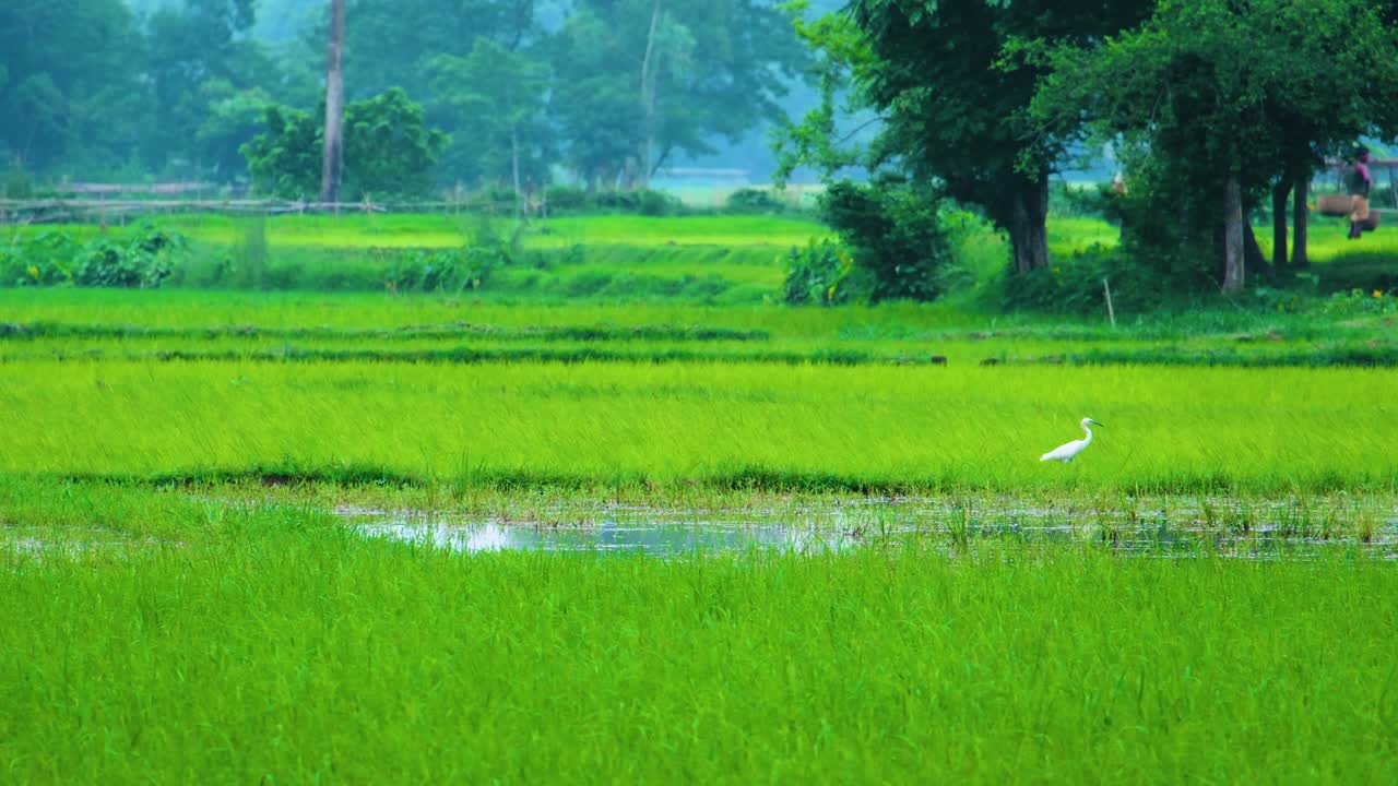 방글라데시 시골 의 활기찬 초록색   에서 산책 하는 독수리